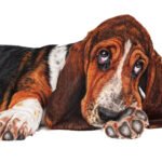 Bassett Hound