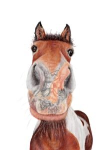 boop my snoot