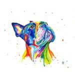 Boston terrier
