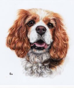 cavkingcharles scan 300