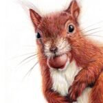 Red Squirrel 150x150