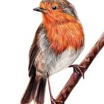 robin