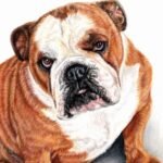 English Bulldog