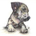 Scribble Dalmation