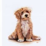 Scruffy pup tibetan terrier