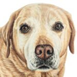 yellow lab
