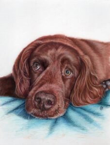 zoe spaniel