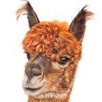 Alpaca