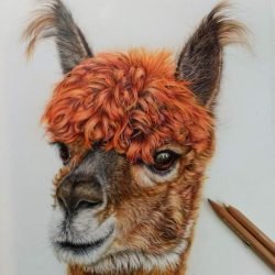 Alpaca