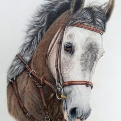 Horse2